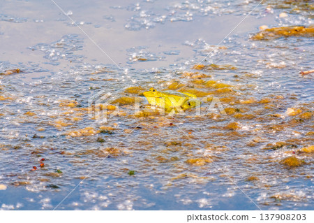 A large green frog sits in the marsh. A large green frog sits in the marsh. 137908203