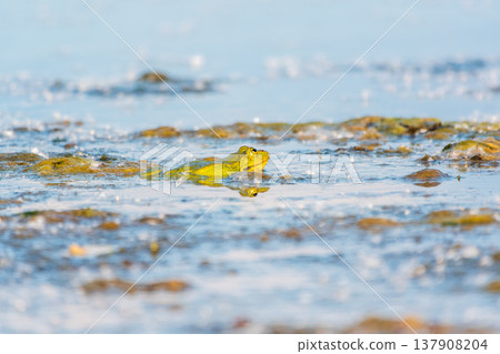 A large green frog sits in the marsh. A large green frog sits in the marsh. 137908204