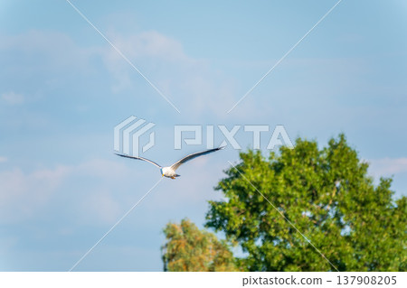 Beautiful Black Headed Gull, in elegant flight over blue water 137908205