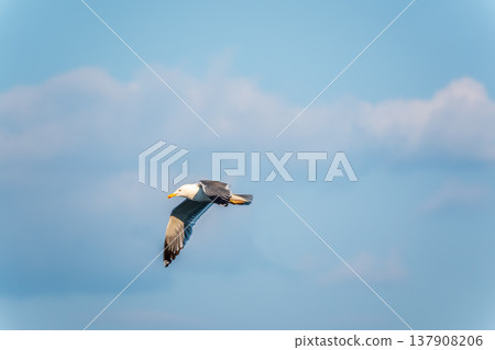 Beautiful Black Headed Gull, in elegant flight over blue water Beautiful Black Headed Gull, in elegant flight over blue water 137908206