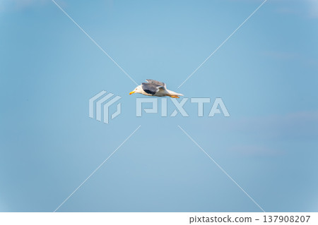 Beautiful Black Headed Gull, in elegant flight over blue water 137908207
