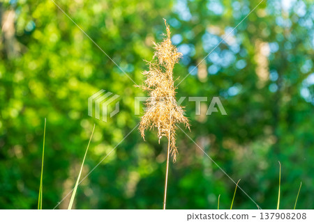 Green, juicy grass grow on the shore of the lake. The leaves are illuminated by the bright evening sun. Green, juicy grass grow on the shore of the lake. The leaves are illuminated by the bright evening sun. 137908208