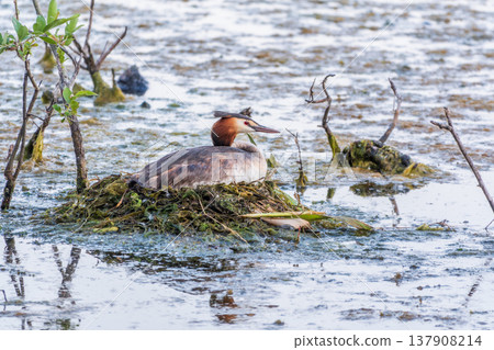 Great Crested Grebe, Podiceps cristatus, water bird sitting on the nest, nesting time on the green lake Great Crested Grebe, Podiceps cristatus, water bird sitting on the nest, nesting time on the green lake 137908214
