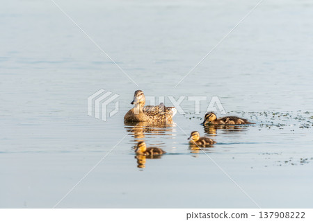 A family of ducks, a duck and its little ducklings are swimming in the water. The duck takes care of its newborn ducklings. Mallard, lat. Anas platyrhynchos A family of ducks, a duck and its little ducklings are swimming in the water. The duck takes care of its newborn ducklings. Mallard, lat. Anas platyrhynchos 137908222
