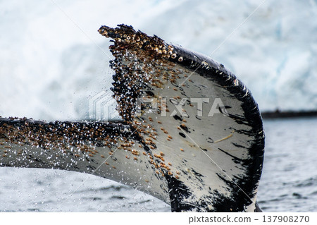 Tail of a humpback whale in the Antarctic Tail of a humpback whale in the Antarctic 137908270