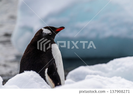 Close-up of a Gentoo Penguin on Trinity Island. 137908271