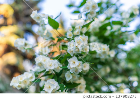 Mock Orange Philadelphus coronarius shrub flowering in spring Mock Orange Philadelphus coronarius shrub flowering in spring 137908275