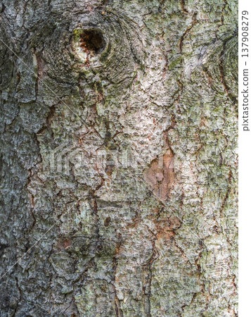 Bark texture and background of a old fir tree trunk. Detailed bark texture. Natural background Bark texture and background of a old fir tree trunk. Detailed bark texture. Natural background 137908279