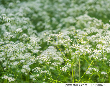 A meadow of white, fragrant, delicate, beautiful flowers (Anthriscus sylvestris) in the forest in summer A meadow of white, fragrant, delicate, beautiful flowers (Anthriscus sylvestris) in the forest in summer 137908280