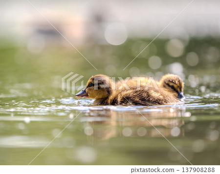 Cute little duckling swimming alone in a lake or river with calm water Cute little duckling swimming alone in a lake or river with calm water 137908288