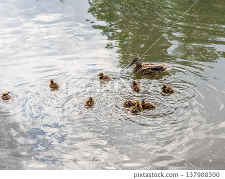 A family of ducks, a duck and its little ducklings are swimming in the water. The duck takes care of its newborn ducklings. Mallard, lat. Anas platyrhynchos 137908300