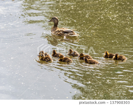 A family of ducks, a duck and its little ducklings are swimming in the water. The duck takes care of its newborn ducklings. Mallard, lat. Anas platyrhynchos 137908303