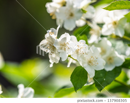 Mock Orange Philadelphus coronarius shrub flowering in spring Mock Orange Philadelphus coronarius shrub flowering in spring 137908305