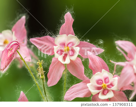 Beautiful native wild flower of western Canada. Aquilegia formosa, crimson columbine, western columbine, or red columbine. Close-up vibrant red and yellow color flower. Beautiful native wild flower of western Canada. Aquilegia formosa, crimson columbine, western columbine, or red columbine. Close-up vibrant red and yellow color flower. 137908311