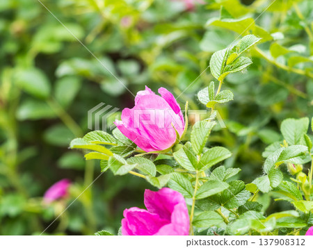 Blooming rosehip flower, beautiful pink flower on a bush branch. Beautiful natural background of blooming greenery. Blooming rosehip flower, beautiful pink flower on a bush branch. Beautiful natural background of blooming greenery. 137908312