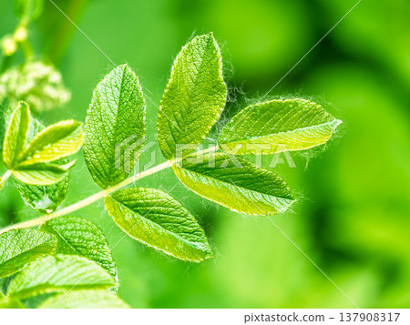 Rosehip in the spring. Young leaves of wild rose in spring. Rosehip bush. Rosehip in the spring. Young leaves of wild rose in spring. Rosehip bush. 137908317