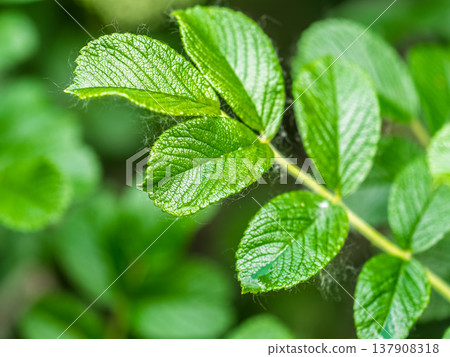 Rosehip in the spring. Young leaves of wild rose in spring. Rosehip bush. Rosehip in the spring. Young leaves of wild rose in spring. Rosehip bush. 137908318