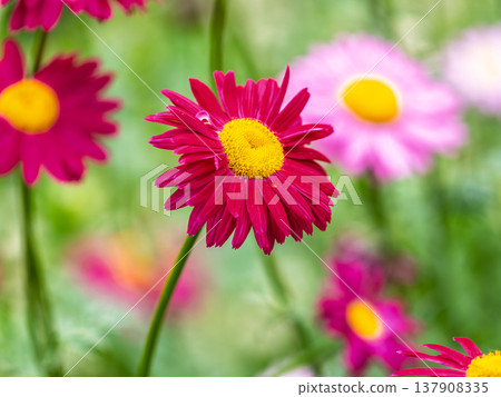 Red Painted Daisies flowers, latin name Tanacetum coccineum or Chrysanthemum coccineus, are old-fashioned perennials. Red Painted Daisies flowers, latin name Tanacetum coccineum or Chrysanthemum coccineus, are old-fashioned perennials. 137908335