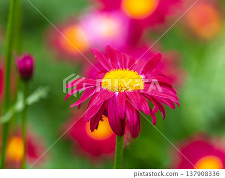 Red Painted Daisies flowers, latin name Tanacetum coccineum or Chrysanthemum coccineus, are old-fashioned perennials. Red Painted Daisies flowers, latin name Tanacetum coccineum or Chrysanthemum coccineus, are old-fashioned perennials. 137908336