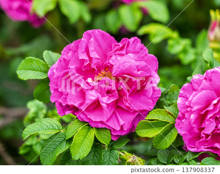 Blooming rosehip flower, beautiful pink flower on a bush branch. Beautiful natural background of blooming greenery. Blooming rosehip flower, beautiful pink flower on a bush branch. Beautiful natural background of blooming greenery. 137908337