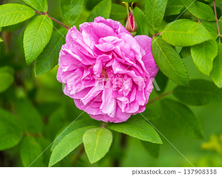 Blooming rosehip flower, beautiful pink flower on a bush branch. Beautiful natural background of blooming greenery. Blooming rosehip flower, beautiful pink flower on a bush branch. Beautiful natural background of blooming greenery. 137908338