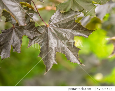 Tree branch with dark red leaves, Acer platanoides, the Norway maple Crimson King. Red Maple acutifoliate Crimson King, young plant with green background. 137908342
