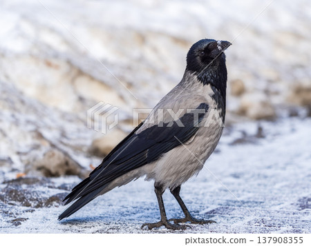 Crow in the snow on a winter day close-up 137908355