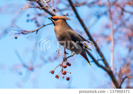 Bohemian Waxwing, Bombycilla garrulus, sitting on the bush and feeding on wild red apples in winter or early spring time. 137908371