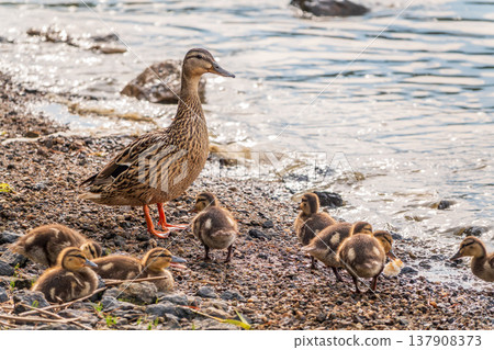 Adult duck with many ducklings sits on green shore of pond 137908373