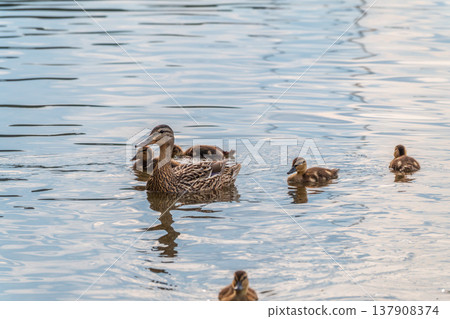 A family of ducks, a duck and its little ducklings are swimming in the water. The duck takes care of its newborn ducklings. Mallard, lat. Anas platyrhynchos 137908374