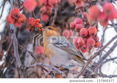 Pine Grosbeak Female Eating Red Berries in Winter Pine Grosbeak Female Eating Red Berries in Winter 137908377