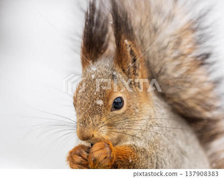 The squirrel sits on white snow The squirrel sits on white snow 137908383