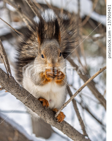The squirrel with nut sits on tree in the winter or late autumn The squirrel with nut sits on tree in the winter or late autumn 137908401