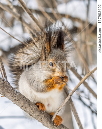 The squirrel with nut sits on tree in the winter or late autumn 137908402