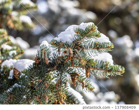 Green fir branches in winter covered with snow Green fir branches in winter covered with snow 137908409