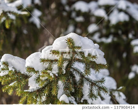 Green fir branches in winter covered with snow Green fir branches in winter covered with snow 137908414