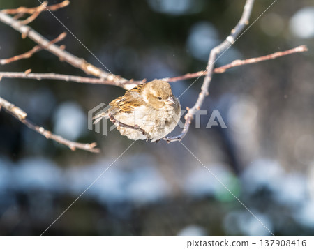 Sparrow sits on a branch without leaves. Sparrow sits on a branch without leaves. 137908416