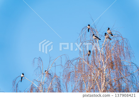 A hooded crow sitting on a tree 137908421