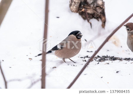 The female Bullfinch is a stocky finch with a greyish-brown breast and a black cap and tail. The female Bullfinch is a stocky finch with a greyish-brown breast and a black cap and tail. 137908435
