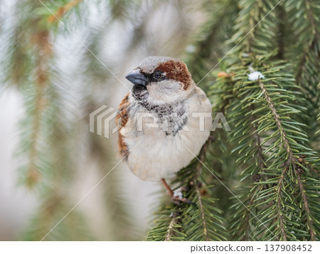 Sparrow sits on a fir branch with snow in winter Sparrow sits on a fir branch with snow in winter 137908452