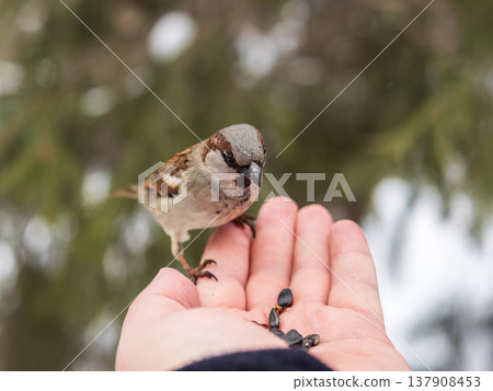 A sparrow sits on a man's hand and eats seeds. A sparrow sits on a man's hand and eats seeds. 137908453