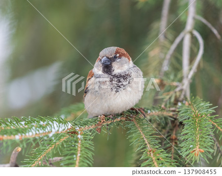 Sparrow sits on a fir branch with snow in winter Sparrow sits on a fir branch with snow in winter 137908455