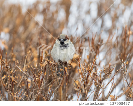 Sparrow sits on a branch without leaves. Sparrow sits on a branch without leaves. 137908457