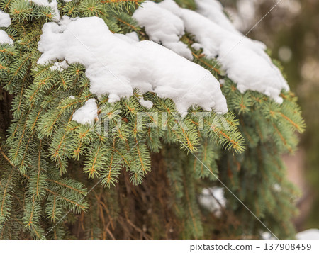 Green fir branches in winter covered with snow Green fir branches in winter covered with snow 137908459