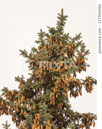 Green spruce branches with needles and cones against a blue sky in winter. Many cones on spruce. Fir tree. 137908460