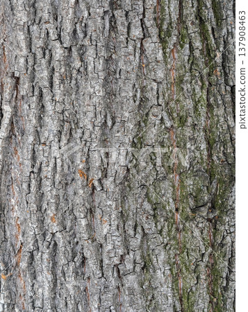 Bark texture and background of a old tree trunk. Detailed bark texture. Bark texture and background of a old tree trunk. Detailed bark texture. 137908463