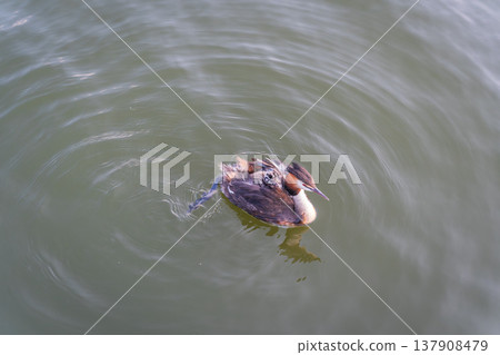 The water bird Great crested Grebe, Podiceps cristatus, swimming in the lake, and its cute babies riding on its back The water bird Great crested Grebe, Podiceps cristatus, swimming in the lake, and its cute babies riding on its back 137908479