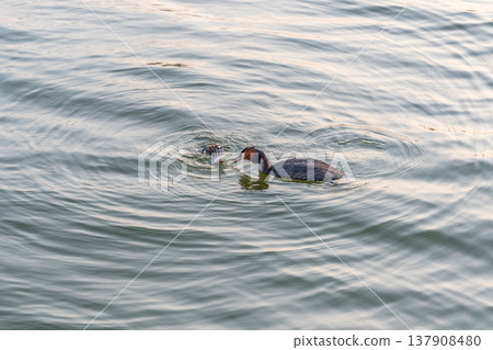 An adult great crested grebe feeds its chick with fish on a summer evening. 137908480