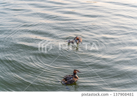 An adult great crested grebe feeds its chick with fish on a summer evening. An adult great crested grebe feeds its chick with fish on a summer evening. 137908481