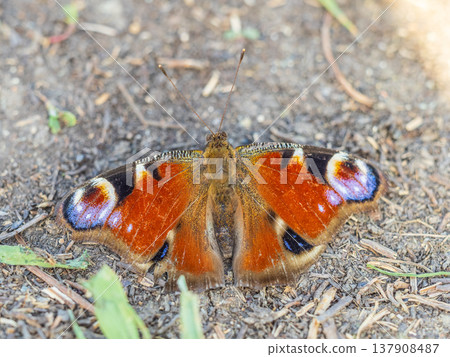 Peacock butterfly on the ground among the grass Peacock butterfly on the ground among the grass 137908487